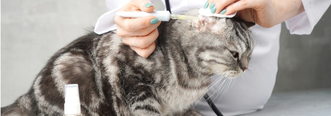 Nettoyer les oreilles d'un chat