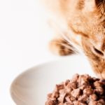 Nourriture humide pour chat sans céréales