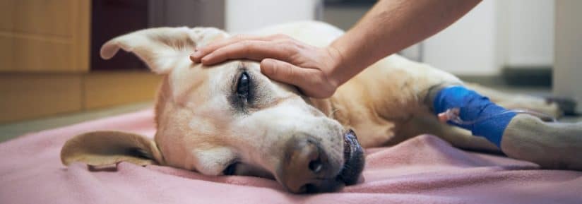 Prix d'une euthanasie d'un chien à domicile