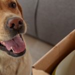 box pour chien sans abonnement