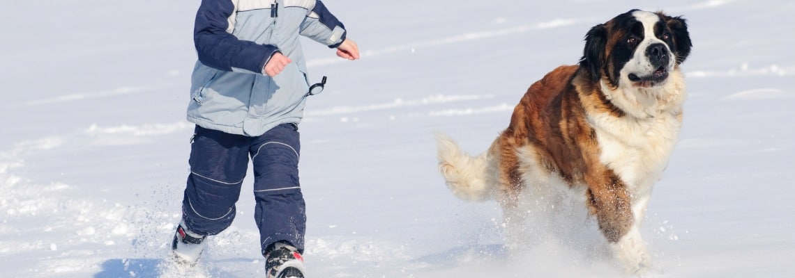 croquettes Saint Bernard