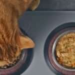 nourriture humide pour chat