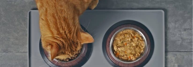 nourriture humide pour chat