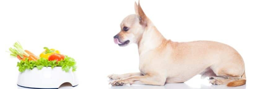 ration ménagère pour un Chihuahua