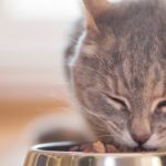 ration ménagère pour chat en insuffisance rénale
