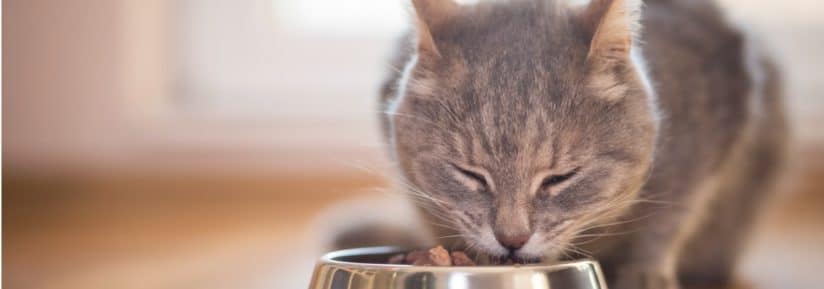 ration ménagère pour chat en insuffisance rénale