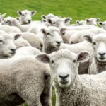 vermifuge naturel pour un mouton
