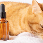 Vermifuge naturel pour chat en huile essentielle