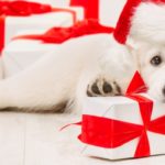 Box de Noël pour chien