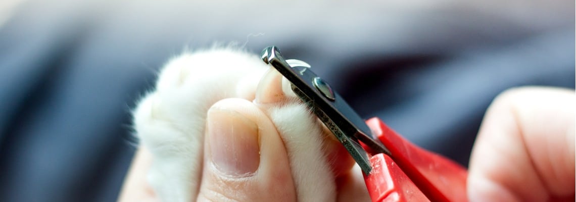 Couper Les Griffes D Un Chat Conseils Animaux Fr