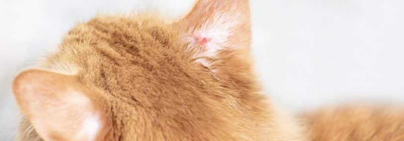 La gale des oreilles du chat - Consultations en Dermatologie