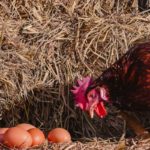 La consommation des œufs de poules vermifugées
