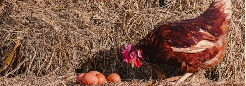 La consommation des œufs de poules vermifugées