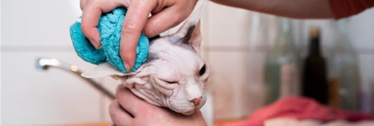 Laver son chat au gant de toilette