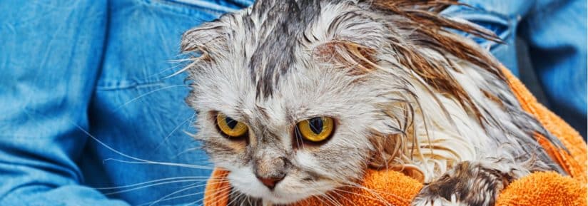 Laver un chat sans se faire griffer