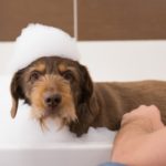 Laver un chien avec shampoing pour humain