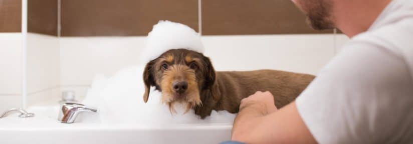 Laver un chien avec shampoing pour humain
