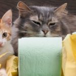 Nettoyer un chat qui a diarrhée