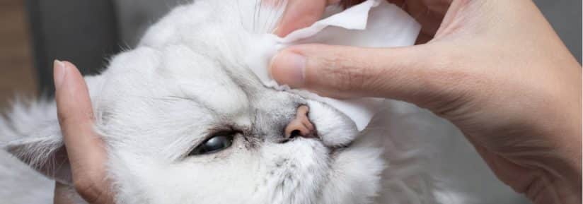 Nettoyer l'oeil d'un chaton