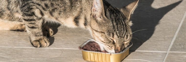 Pâtée pour chat pas chère