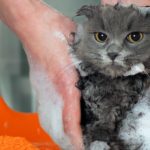 Shampoing et produits naturels pour laver son chat