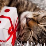box cadeau pour chat pas cher