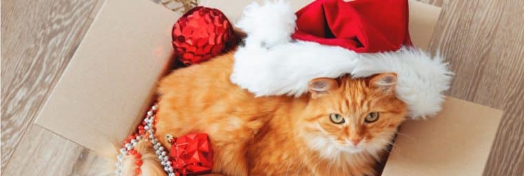 box de Noël pour chat