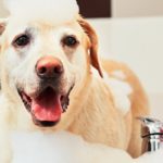 laver son chien avec du shampoing pour chat