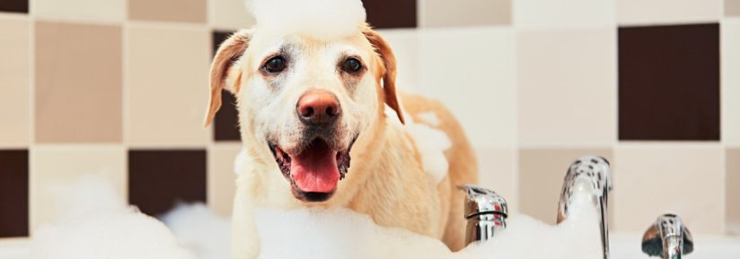 laver son chien avec du shampoing pour chat