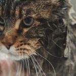 laver un chat avec du shampoing pour humain