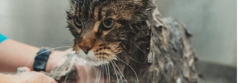 laver un chat avec du shampoing pour humain