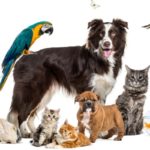Le délai de carence des assurances animaux