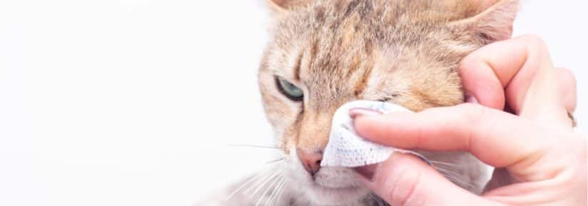 Nettoyer l’œil d’un chat