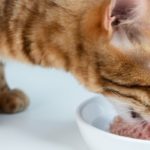 Nourriture humide pour chat stérilisé