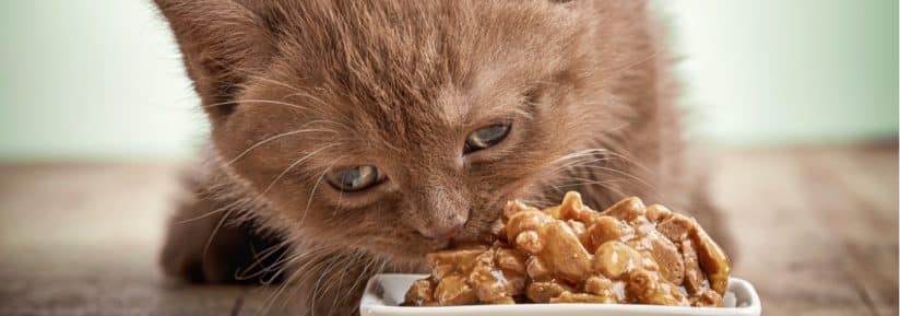 Alimentation du chat > Pâtées ou filets naturels Chat Chaton