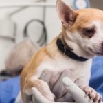 avis complet sur les croquettes pour chien stérilisé