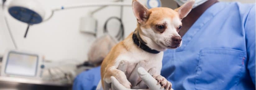 avis complet sur les croquettes pour chien stérilisé