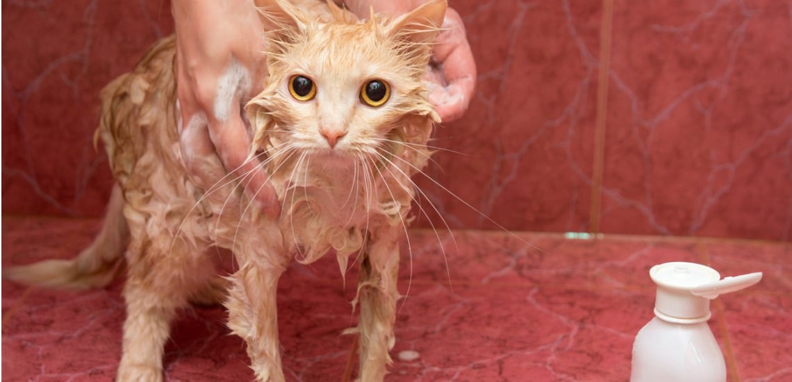 laver son chat avec du shampoing