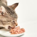 meilleures marques nourriture humide pour chat
