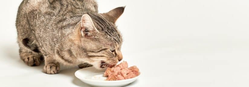 meilleures marques nourriture humide pour chat