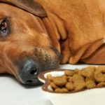 Meilleures marques de nourriture pour chien