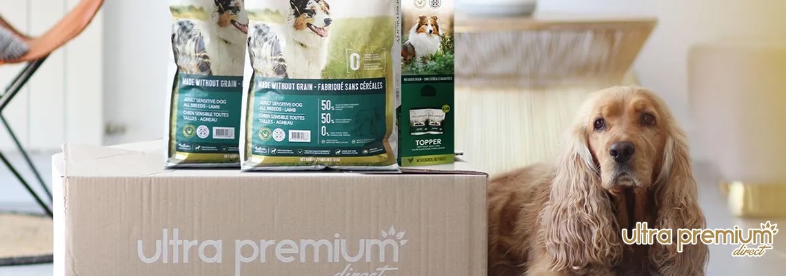 Huile de coco pour chien : Quels bienfaits ? - Blog Ultra Premium Direct