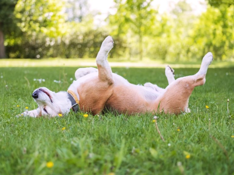 Beagle dans l'herbe
