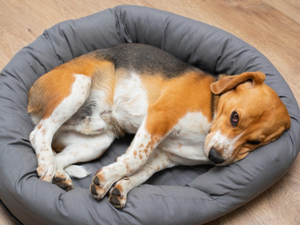 Beagle dans un panier