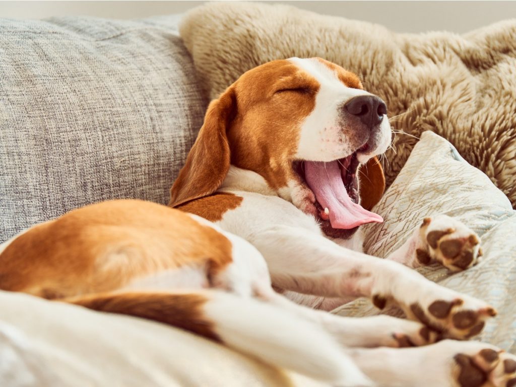 Beagle qui dort