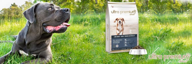 Ultra Premium Direct pour Cane Corso