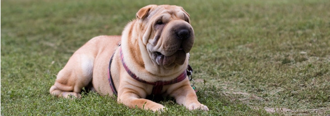 alimentation Shar Pei