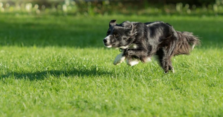 Border Collie cours