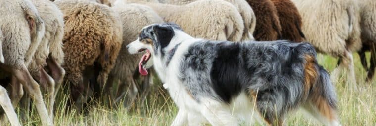 Border Collie troupeau