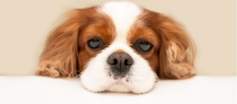 Cavalier King Charles chiot
